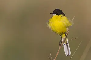 Feldegg Prints: Balkankwikstaart, Black-headed Wagtail, Motacilla feldegg