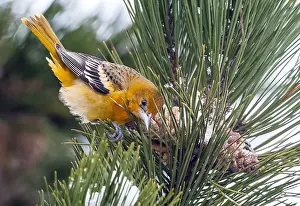 Nederlanden Prints: Baltimore Oriole, Baltimoretroepiaal, Icterus galbula
