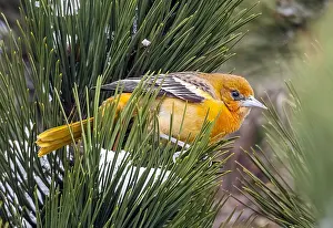 Nederlanden Prints: Baltimore Oriole, Baltimoretroepiaal, Icterus galbula