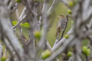 Images Dated 16th October 2009: Baltimore Oriole, Icterus galbula