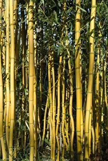Images Dated 15th February 2008: Bamboe, Bamboo
