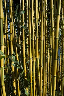 Images Dated 15th February 2008: Bamboe, Bamboo