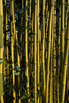 Images Dated 15th February 2008: Bamboe, Bamboo