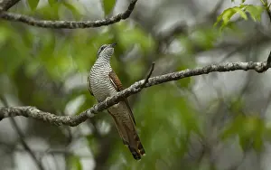 2012 Prints: Banded Bay Cuckoo, Cacomantis sonneratii