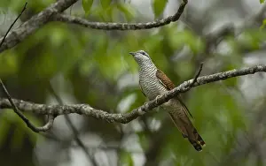 2012 Prints: Banded Bay Cuckoo, Cacomantis sonneratii