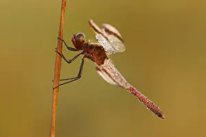 Sympetrum Prints: Bandheidelibel; Banded darter; Sympetrum pedemontanum
