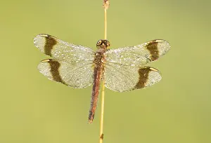 Sympetrum Prints: Bandheidelibel; Banded darter; Sympetrum pedemontanum