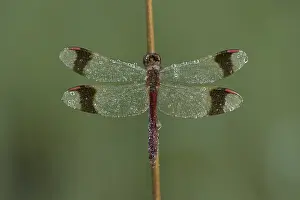 Sympetrum Prints: Bandheidelibel; Banded darter; Sympetrum pedemontanum