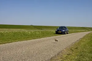 Dike Prints: Bantpolder