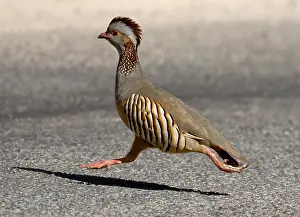 2008 Prints: Barbarijse Patrijs, Barbary Partridge, Alectoris barbara