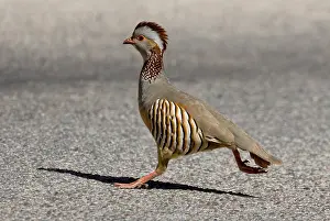 2008 Prints: Barbarijse Patrijs, Barbary Partridge, Alectoris barbara