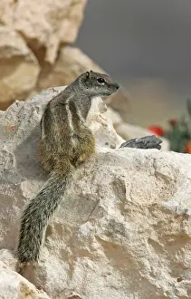 Barbary Prints: Barbary Ground Squirrel