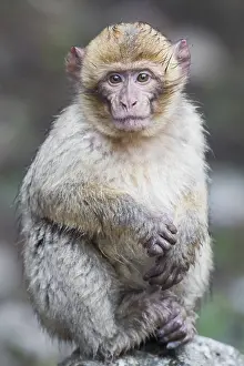 Barbary Prints: Barbary Macaque