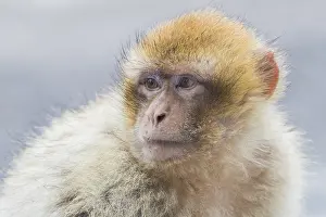 Barbary Prints: Barbary Macaque