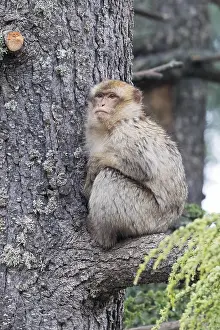 Barbary Prints: Barbary Macaque