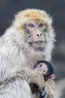 Barbary Prints: Barbary Macaque