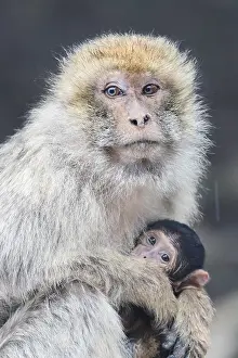 Barbary Prints: Barbary Macaque