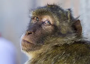 Barbary Prints: Barbary Macaque, Berberaap, Macaca sylvanus