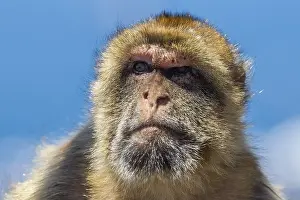 Barbary Prints: Barbary Macaque, Berberaap, Macaca sylvanus