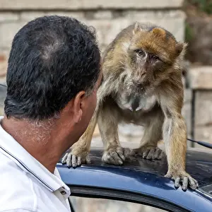 Barbary Prints: Barbary Macaque, Macaca sylvanus