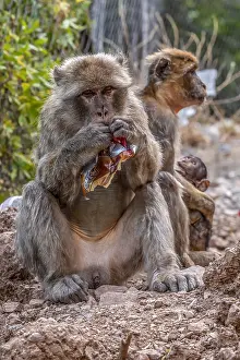 Barbary Prints: Barbary Macaque, Macaca sylvanus