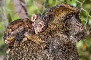 Barbary Prints: Barbary Macaque, Macaca sylvanus