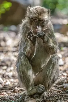 Barbary Prints: Barbary Macaque, Macaca sylvanus