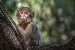 Barbary Prints: Barbary Macaque, Macaca sylvanus