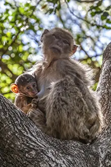 Barbary Prints: Barbary Macaque, Macaca sylvanus