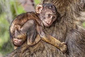 Barbary Prints: Barbary Macaque, Macaca sylvanus