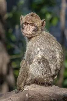 Barbary Prints: Barbary Macaque, Macaca sylvanus