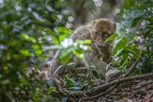 Barbary Prints: Barbary Macaque, Macaca sylvanus