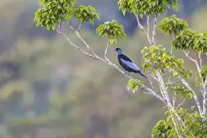 Images Dated 6th July 2021: Bare-necked Fruitcrow, gymnoderus foetidus