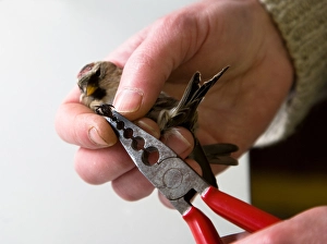 Meijer Prints: Barmsijs, Redpoll