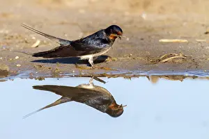 Rauchschwalbe Prints: Barn Swallow