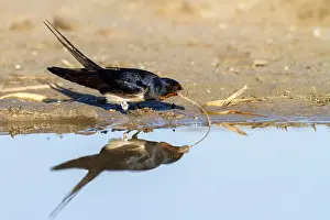 Rauchschwalbe Prints: Barn Swallow