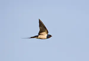 Images Dated 22nd June 2005: Barn Swallow, Boerenzwaluw, Hirundo rustica