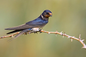 Images Dated 28th August 2022: Barn Swallow, Hirundo rustica