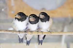Images Dated 13th August 2023: Barn Swallow, Hirundo rustica