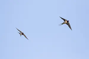 Images Dated 27th April 2019: Barn Swallow, Hirundo rustica