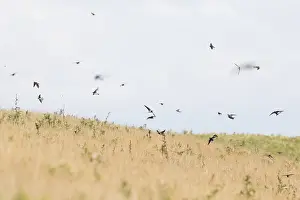 Images Dated 5th August 2018: Barn Swallow, Hirundo rustica