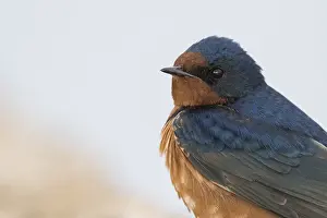 Images Dated 2nd June 2019: Barn Swallow, Hirundo rustica