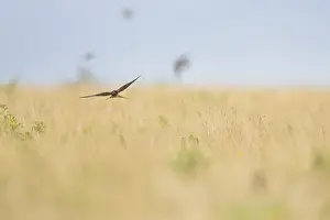 Images Dated 5th August 2018: Barn Swallow, Hirundo rustica
