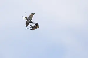 Images Dated 27th April 2019: Barn Swallow, Hirundo rustica