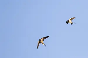 Images Dated 27th April 2019: Barn Swallow, Hirundo rustica