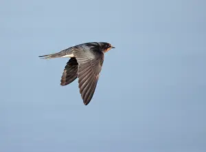 Rustica Prints: Barn Swallow, Hirundo rustica
