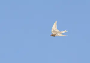 Arial Feeder Prints: Barn Swallow;Hirundo rustica