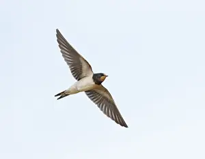 Arial Feeder Prints: Barn Swallow;Hirundo rustica