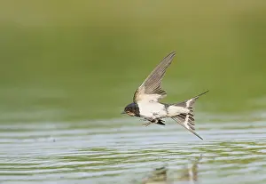 Arial Feeder Prints: Barn Swallow;Hirundo rustica