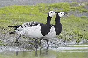 Geese Prints: Barnacle Goose